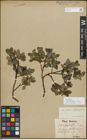 Foto von Salix myrsinifolia Salisb. x Salix phylicifolia L.